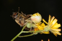 *(17800) Une araigne crabe et sa proie, une eristale. (Araneae - Thomisidae - Thomisus onustus) (Diptre - Syrphidae - Eristalis sp.)